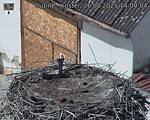 Capi_Dubne_20250826_140004.jpg