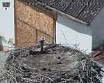 Capi_Dubne_20250826_140503.jpg