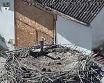 Capi_Dubne_20250826_154003.jpg