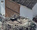 Capi_Dubne_20250826_162003.jpg