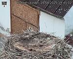 Capi_Dubne_20250826_194502.jpg