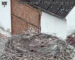 Capi_Dubne_20250827_060502.jpg