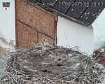 Capi_Dubne_20250827_061003.jpg