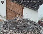 Capi_Dubne_20250827_063003.jpg