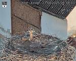 Capi_Dubne_20250827_065003.jpg