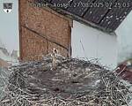 Capi_Dubne_20250827_072503.jpg
