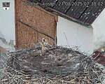 Capi_Dubne_20250827_073002.jpg