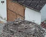 Capi_Dubne_20250827_074503.jpg