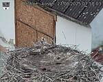 Capi_Dubne_20250827_075003.jpg