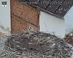 Capi_Dubne_20250827_091503.jpg