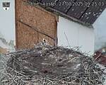 Capi_Dubne_20250827_092503.jpg