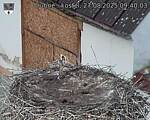 Capi_Dubne_20250827_094003.jpg