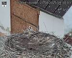 Capi_Dubne_20250827_095003.jpg
