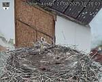 Capi_Dubne_20250827_102003.jpg