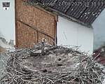 Capi_Dubne_20250827_103003.jpg