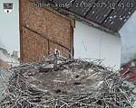 Capi_Dubne_20250827_104503.jpg