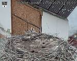 Capi_Dubne_20250827_110503.jpg