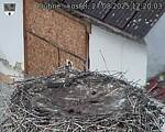 Capi_Dubne_20250827_122003.jpg