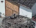 Capi_Dubne_20250827_142002.jpg