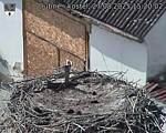 Capi_Dubne_20250827_152002.jpg