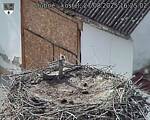 Capi_Dubne_20250827_162502.jpg