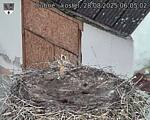 Capi_Dubne_20250828_060502.jpg