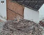 Capi_Dubne_20250828_061503.jpg