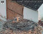 Capi_Dubne_20250828_063003.jpg