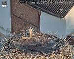 Capi_Dubne_20250828_065503.jpg