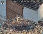 Capi_Dubne_20250828_070003.jpg