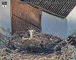 Capi_Dubne_20250828_071003.jpg