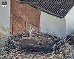 Capi_Dubne_20250828_071503.jpg