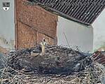 Capi_Dubne_20250828_072004.jpg