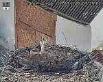 Capi_Dubne_20250828_072502.jpg