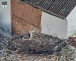 Capi_Dubne_20250828_073503.jpg