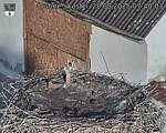 Capi_Dubne_20250828_074003.jpg