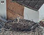 Capi_Dubne_20250828_074503.jpg