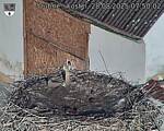 Capi_Dubne_20250828_075002.jpg