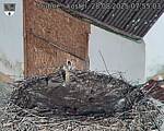 Capi_Dubne_20250828_075503.jpg