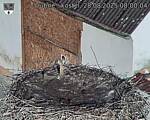 Capi_Dubne_20250828_080004.jpg