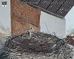 Capi_Dubne_20250828_081003.jpg