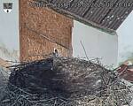 Capi_Dubne_20250828_082005.jpg