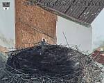 Capi_Dubne_20250828_082503.jpg