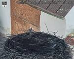 Capi_Dubne_20250828_083003.jpg