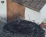 Capi_Dubne_20250828_084003.jpg