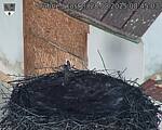 Capi_Dubne_20250828_084503.jpg