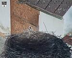 Capi_Dubne_20250828_085003.jpg