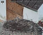 Capi_Dubne_20250828_090503.jpg