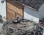 Capi_Dubne_20250828_151504.jpg