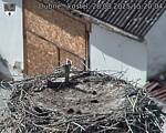 Capi_Dubne_20250828_152004.jpg